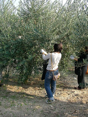 オリーブ収穫