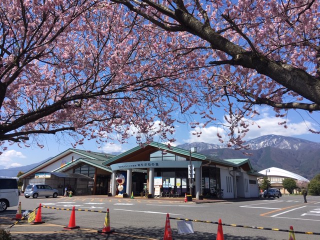 桜とドラえもんとほりがねの里 産直ごーごー 長野県 産直 産地直売所 情報満載